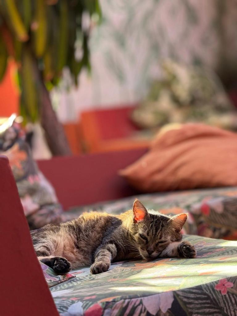 Mais Que Nada Itacare - Hostel, Bar & Breakfast ภายนอก รูปภาพ